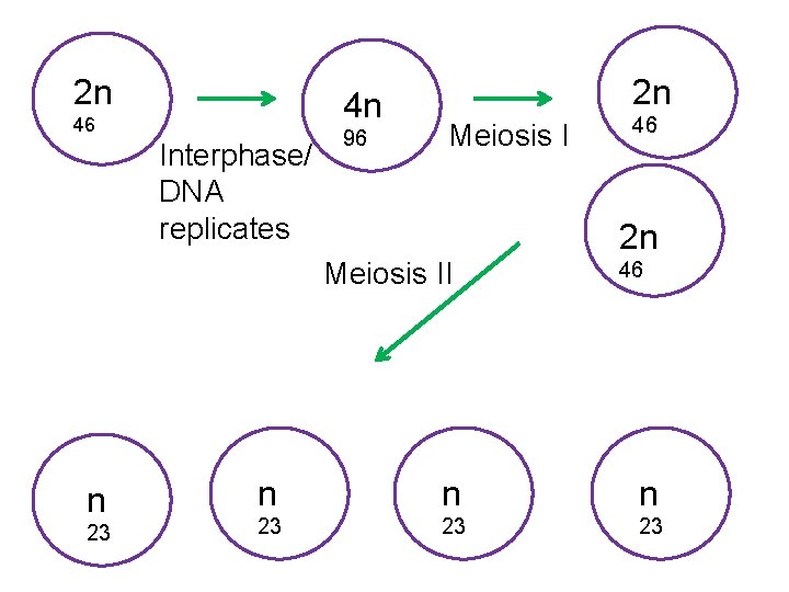 2 n 4 n 46 Interphase/ DNA replicates 96 2 n Meiosis II n