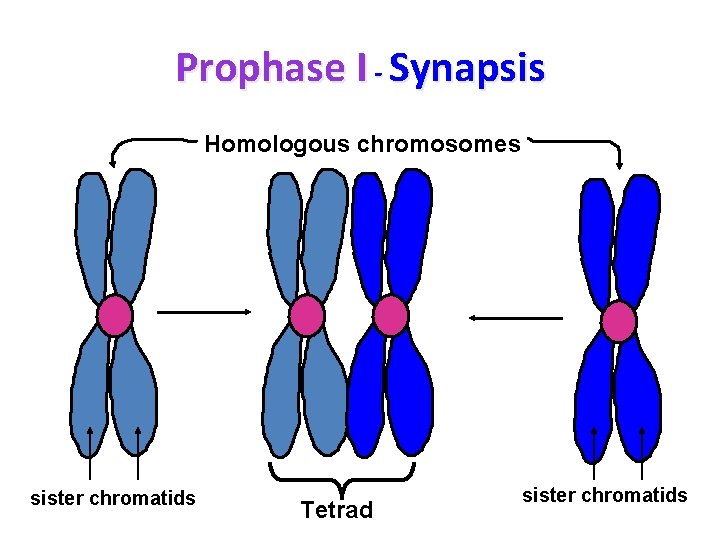 Prophase I - Synapsis Homologous chromosomes sister chromatids Tetrad sister chromatids 