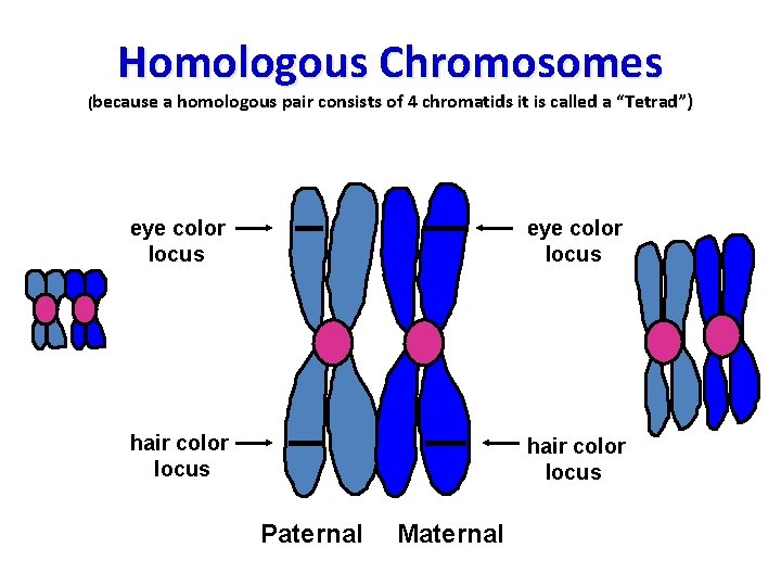 Homologous Chromosomes (because a homologous pair consists of 4 chromatids it is called a