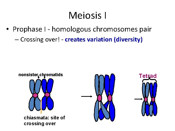 Meiosis I • Prophase I - homologous chromosomes pair – Crossing over! - creates