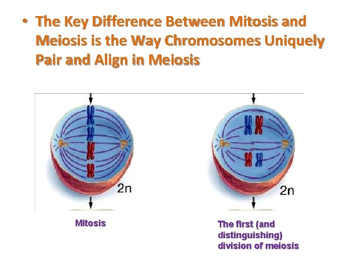  • The Key Difference Between Mitosis and Meiosis is the Way Chromosomes Uniquely