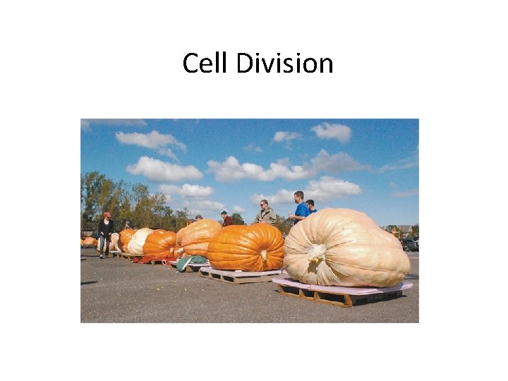 Cell Division 
