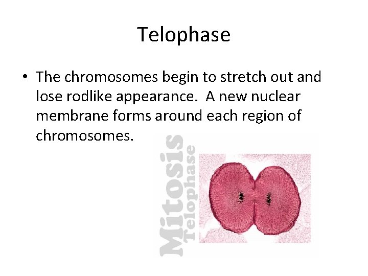 Telophase • The chromosomes begin to stretch out and lose rodlike appearance. A new
