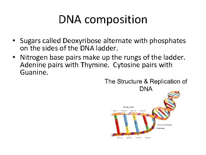 DNA composition • Sugars called Deoxyribose alternate with phosphates on the sides of the