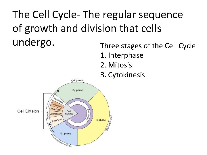 The Cell Cycle- The regular sequence of growth and division that cells undergo. Three