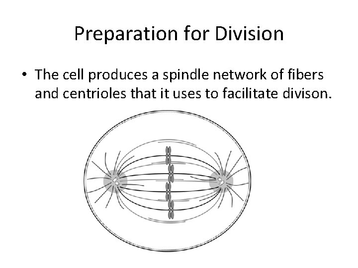 Preparation for Division • The cell produces a spindle network of fibers and centrioles