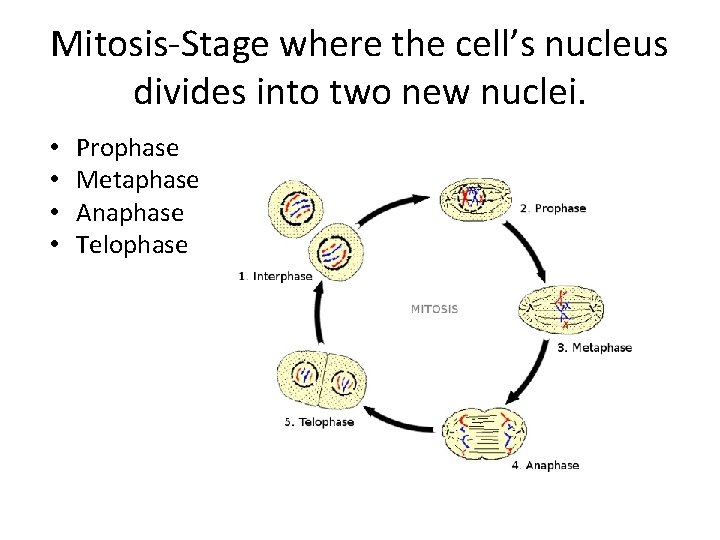 Mitosis-Stage where the cell’s nucleus divides into two new nuclei. • • Prophase Metaphase