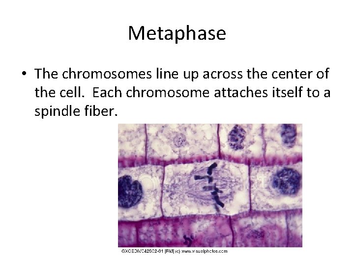 Metaphase • The chromosomes line up across the center of the cell. Each chromosome
