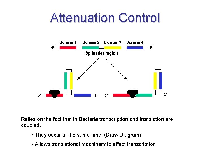 Gene Regulation II The Ribosome Strikes Back Mechanisms