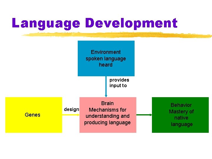 Language Development Environment spoken language heard provides input to Genes Brain design Mechanisms for