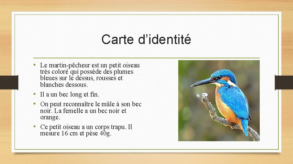 Carte d’identité • Le martin-pêcheur est un petit oiseau très coloré qui possède des