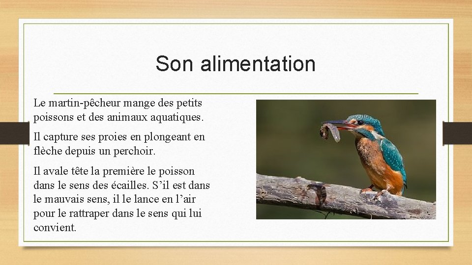 Son alimentation Le martin-pêcheur mange des petits poissons et des animaux aquatiques. Il capture