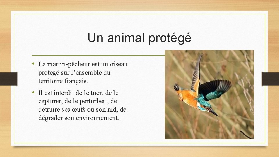 Un animal protégé • La martin-pêcheur est un oiseau protégé sur l’ensemble du territoire