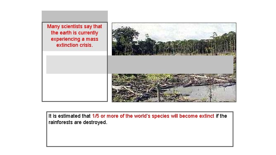 Many scientists say that the earth is currently experiencing a mass extinction crisis. It