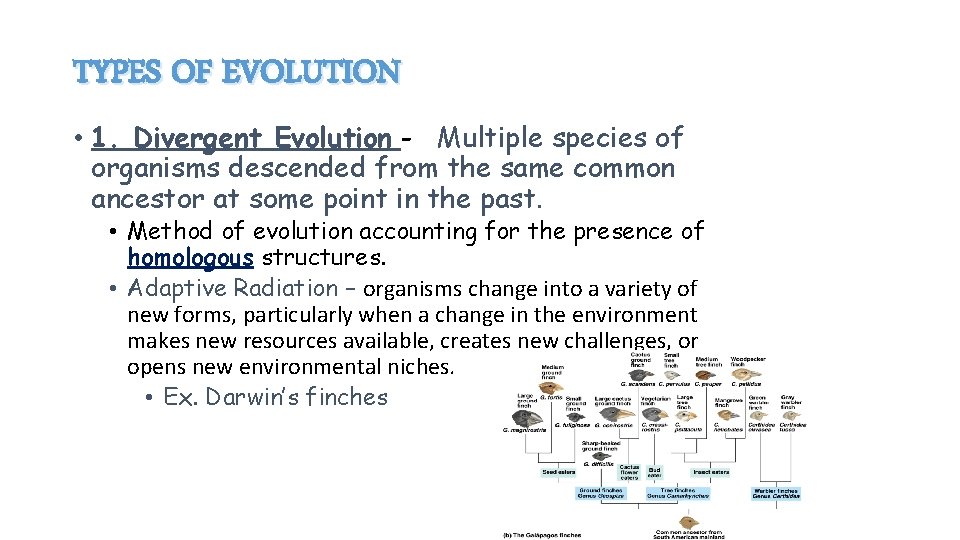 TYPES OF EVOLUTION • 1. Divergent Evolution - Multiple species of organisms descended from