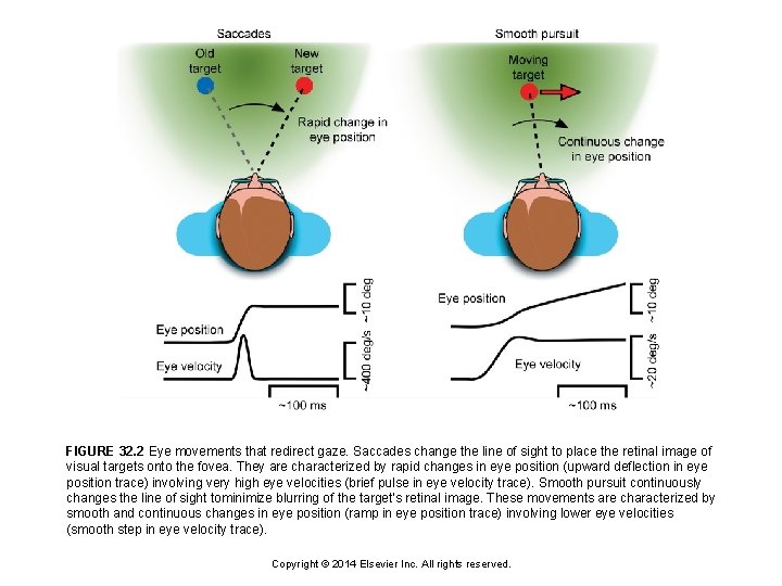 FIGURE 32. 2 Eye movements that redirect gaze. Saccades change the line of sight