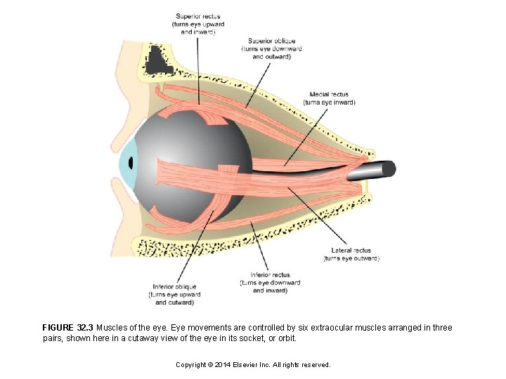 FIGURE 32. 3 Muscles of the eye. Eye movements are controlled by six extraocular