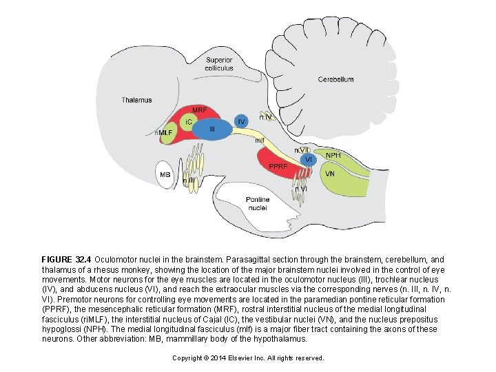 FIGURE 32. 4 Oculomotor nuclei in the brainstem. Parasagittal section through the brainstem, cerebellum,