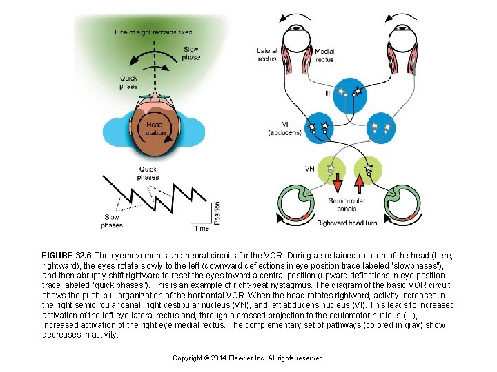 FIGURE 32. 6 The eyemovements and neural circuits for the VOR. During a sustained