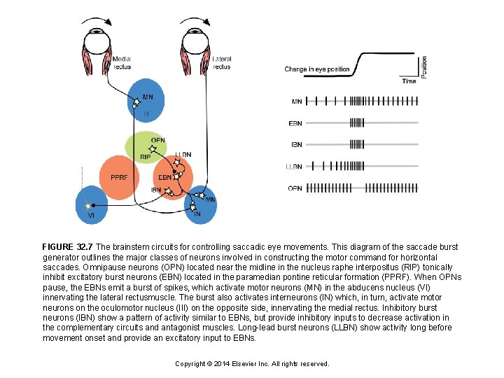 FIGURE 32. 7 The brainstem circuits for controlling saccadic eye movements. This diagram of