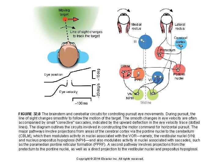 FIGURE 32. 8 The brainstem and cerebellar circuits for controlling pursuit eye movements. During