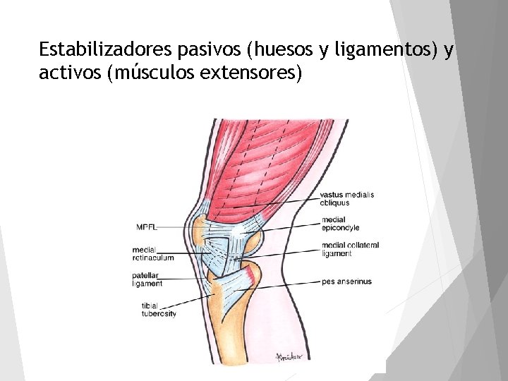 Estabilizadores pasivos (huesos y ligamentos) y activos (músculos extensores) 