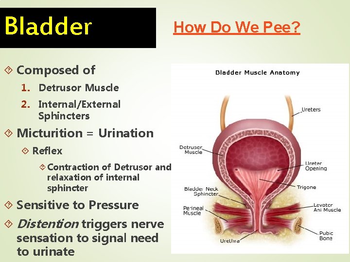 Bladder Composed of 1. Detrusor Muscle 2. Internal/External Sphincters Micturition = Urination Reflex Contraction