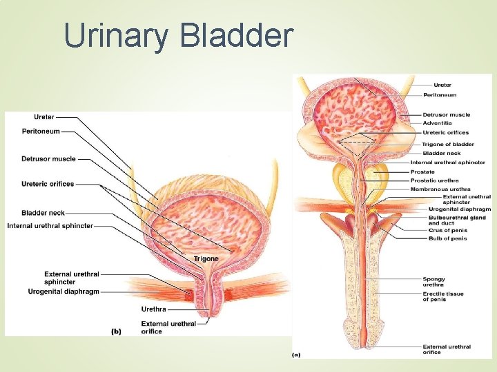 Urinary Bladder 