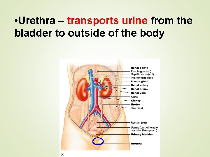  • Urethra – transports urine from the bladder to outside of the body