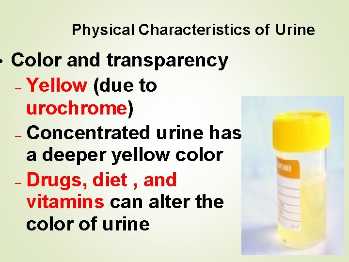  • Physical Characteristics of Urine Color and transparency – Yellow (due to urochrome)