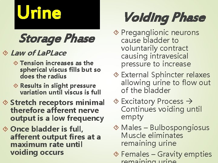Urine Storage Phase Law of La. PLace Tension increases as the spherical viscus fills