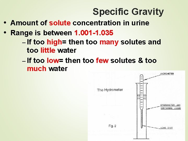 Specific Gravity • Amount of solute concentration in urine • Range is between 1.