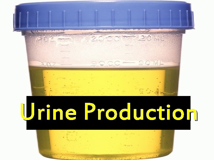 Urine Production 