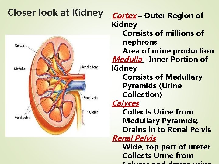 Closer look at Kidney Cortex – Outer Region of Kidney Consists of millions of