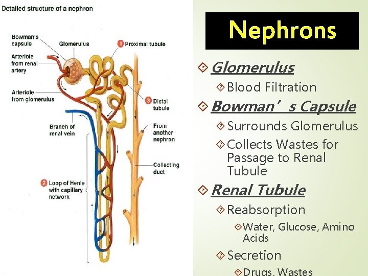 Nephrons Glomerulus Blood Filtration Bowman’s Capsule Surrounds Glomerulus Collects Wastes for Passage to Renal