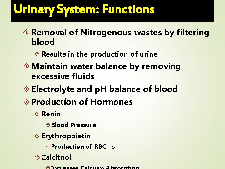 Urinary System: Functions Removal of Nitrogenous wastes by filtering blood Results in the production