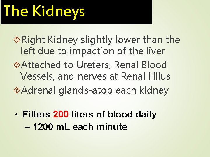 The Kidneys Right Kidney slightly lower than the left due to impaction of the