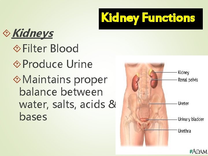 Kidney Functions Kidneys Filter Blood Produce Urine Maintains proper balance between water, salts, acids