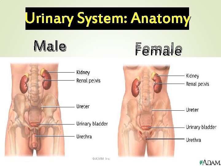 Urinary System: Anatomy Male Female 