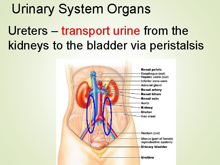 Urinary System Organs Ureters – transport urine from the kidneys to the bladder via