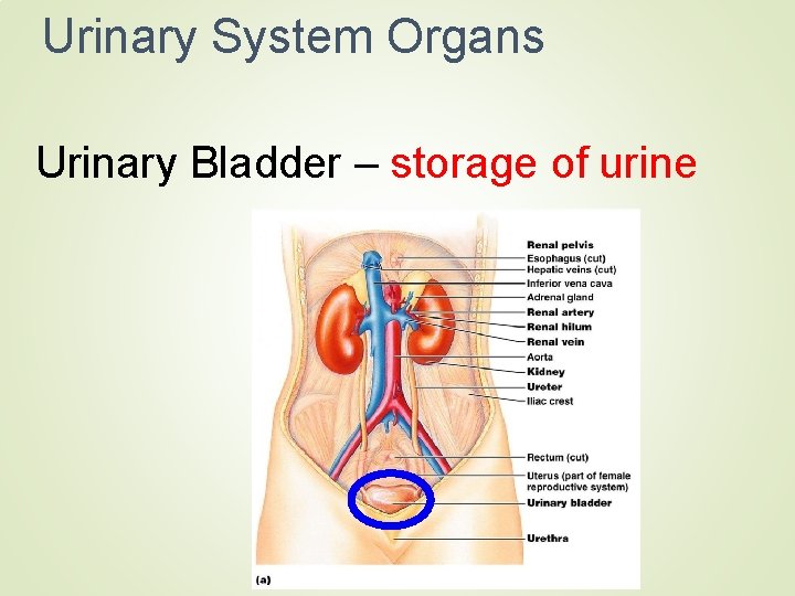Urinary System Organs Urinary Bladder – storage of urine 
