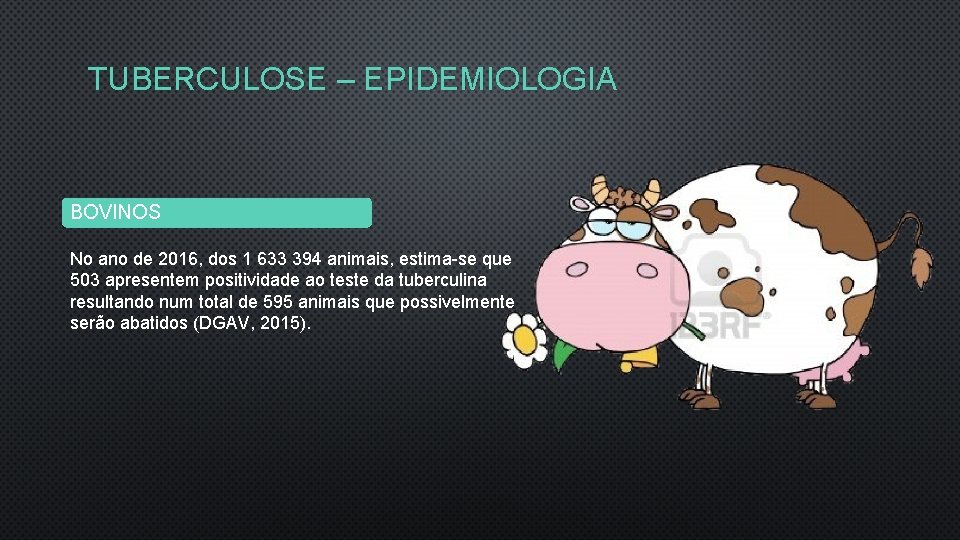 TUBERCULOSE – EPIDEMIOLOGIA BOVINOS No ano de 2016, dos 1 633 394 animais, estima-se