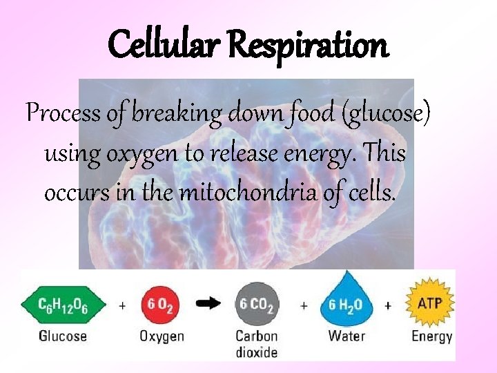 Cellular Respiration Process of breaking down food (glucose) using oxygen to release energy. This