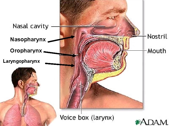 Nasopharynx Oropharynx Laryngopharynx 