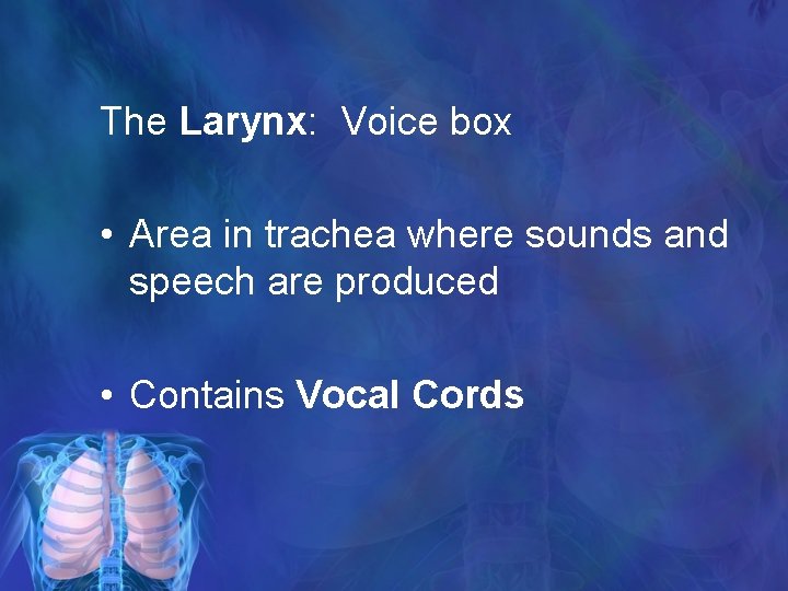 The Larynx: Voice box • Area in trachea where sounds and speech are produced