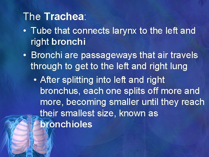 The Trachea: • Tube that connects larynx to the left and right bronchi •