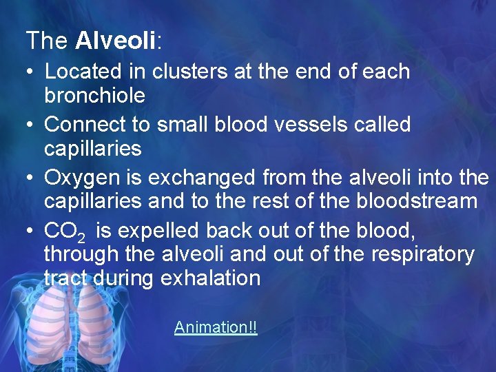 The Alveoli: • Located in clusters at the end of each bronchiole • Connect