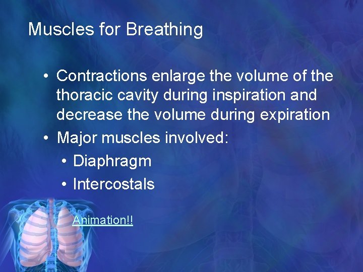 Muscles for Breathing • Contractions enlarge the volume of the thoracic cavity during inspiration