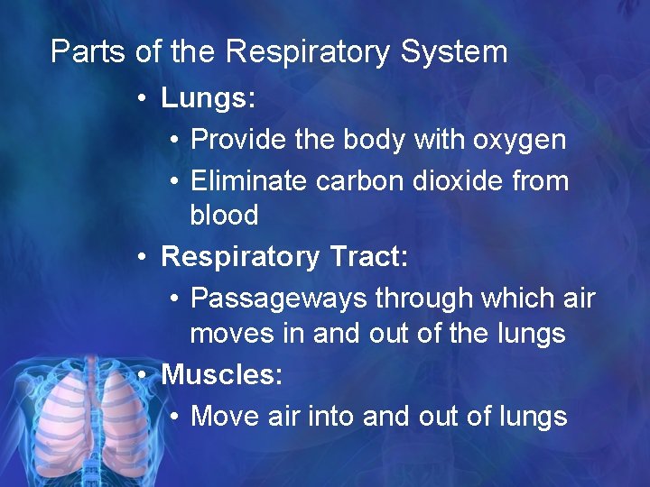 Parts of the Respiratory System • Lungs: • Provide the body with oxygen •