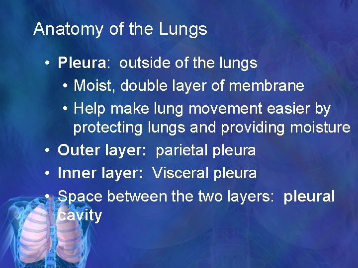 Anatomy of the Lungs • Pleura: outside of the lungs • Moist, double layer